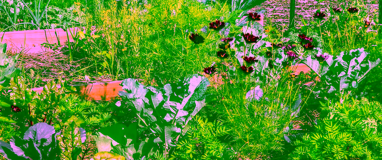 3fb418_c8cf89efb804450f97f195e44ef21c0c~mv2.jpg Flowers in the Community Garden